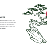 LITTLE BONSAI GIN CO info card – INSPIRED BY JUNIPER – From the delicious, medicinal berries used to create high quality gin, to the zen, living artform that is a well nurtured Bonsai. Little Bonsai Gin Co embody the very essence of the humble Juniper to produce our range of artisan, craft gins that truly are Inspired By Juniper.